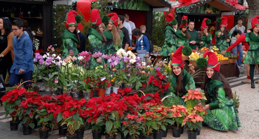 All About Christmas in Madeira- Christmas Flowers